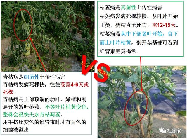 立枯、青枯、蔓枯、叶枯、茎枯、枯萎，这些到底有啥区别？9