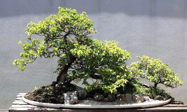 雀梅盆景 雀梅盆景（雀梅盆景修剪视频） 生活