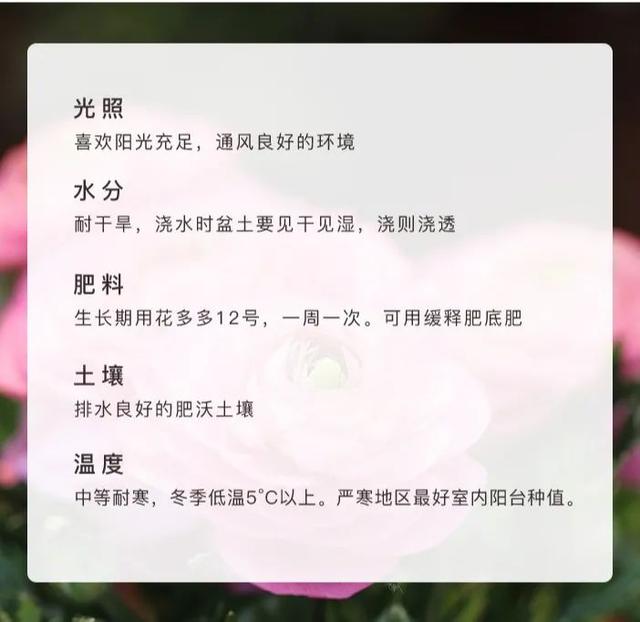 南非万寿菊