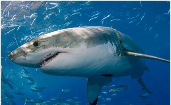 鲨鱼,在古代叫作鲛,鲛鲨,沙鱼,是海洋中的庞然大物,所以号称