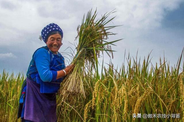 水稻什么时候收获产量最高？如何准确判断水稻最佳收获期？6