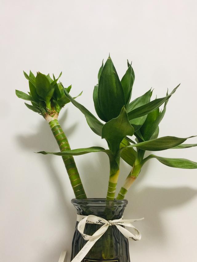 植物图片及名称大全（80种常见植物图解）(75)
