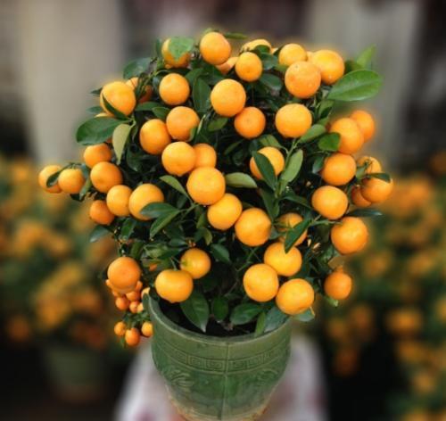盆栽橘子能吃吗，盆栽上的橘子能吃吗
