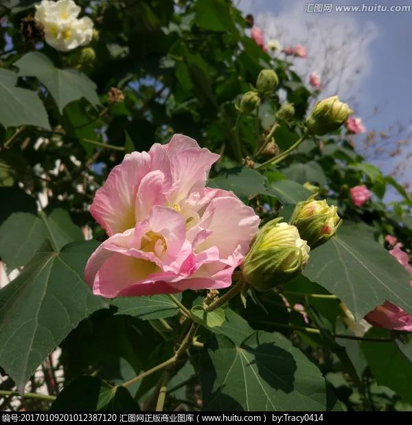 木芙蓉花