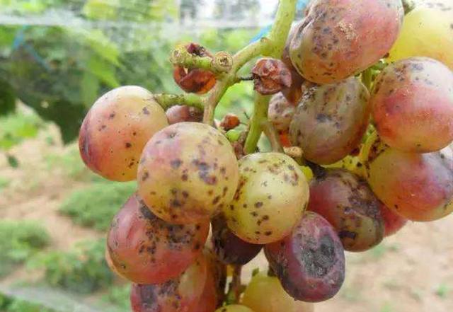 种植葡萄，出现烂果的原因有哪些？果农们该如何防治？