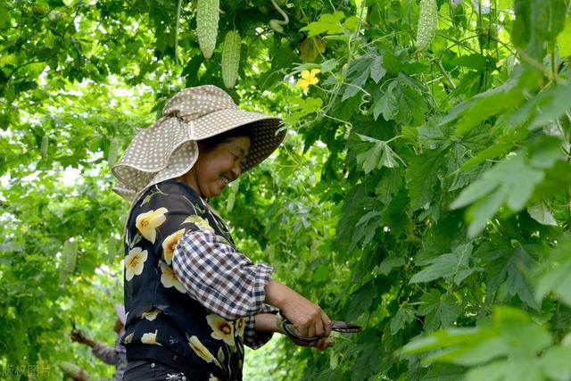 苦瓜架子挂空瓶，一网打尽瓜实蝇，种植户：简单实用3