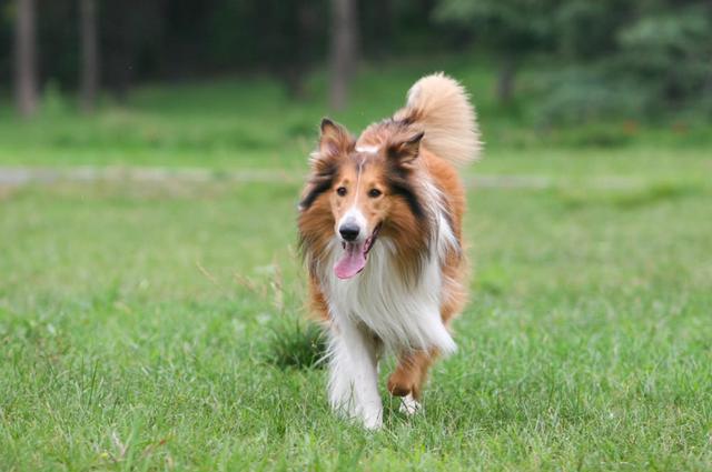 苏格兰牧羊犬性格