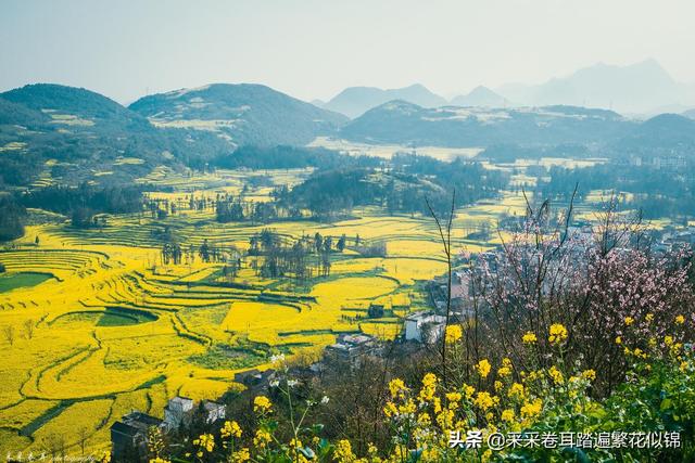 云南罗平油菜花