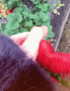 搞笑会动的图片GIF：现在的草莓，都这么生性了吗？