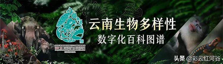 雲南生物多樣性數字化百科圖譜 被子植物 黃花綠絨蒿 失蹤 87年 數十年被錯認 堪稱最神秘的綠絨蒿 Kks資訊網