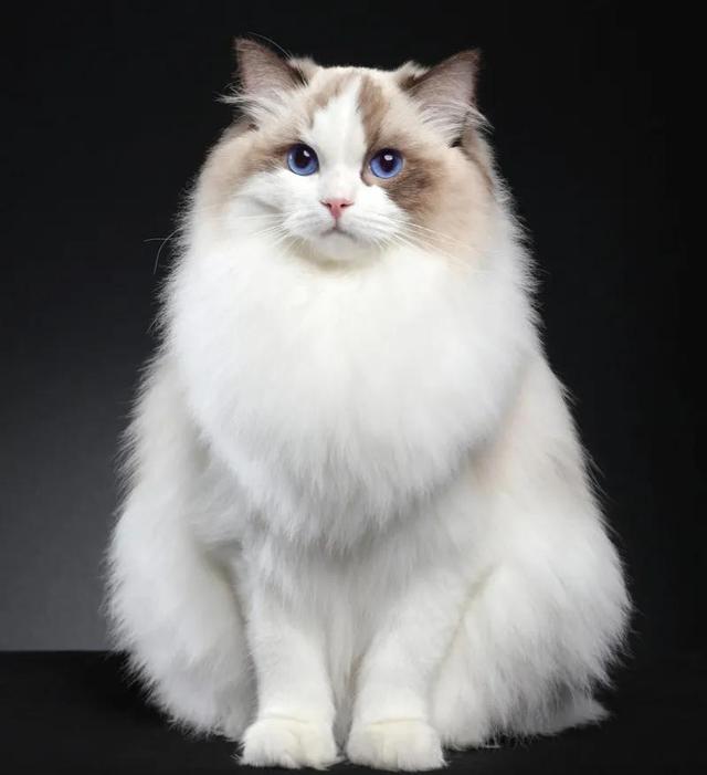 写猫的外貌布偶猫猫中仙女