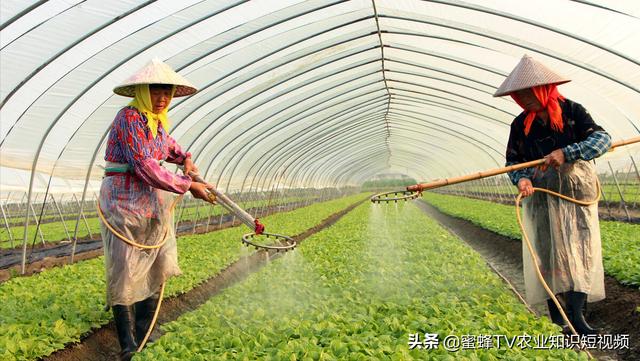 实用！苗期大棚蔬菜病虫害总结，附上防治方法