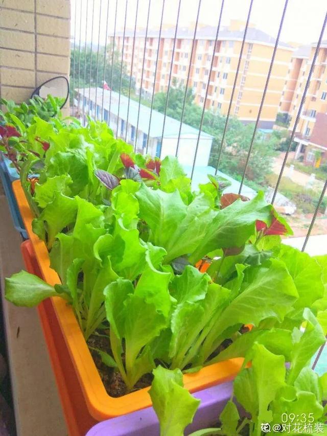 阳台种菜 阳台种菜（阳台种菜用什么土） 生活