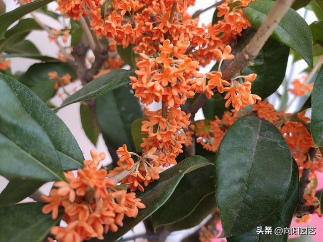 桂花树几月开花 桂花树几月开花（桂花树生长速度） 生活