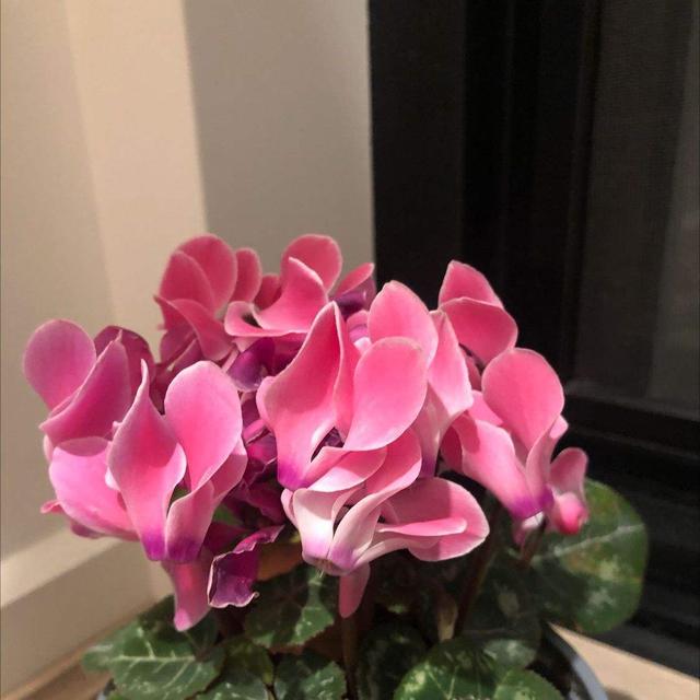 花卉图片及名称大全