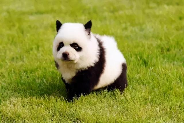 熊猫鱼怀孕样子图片