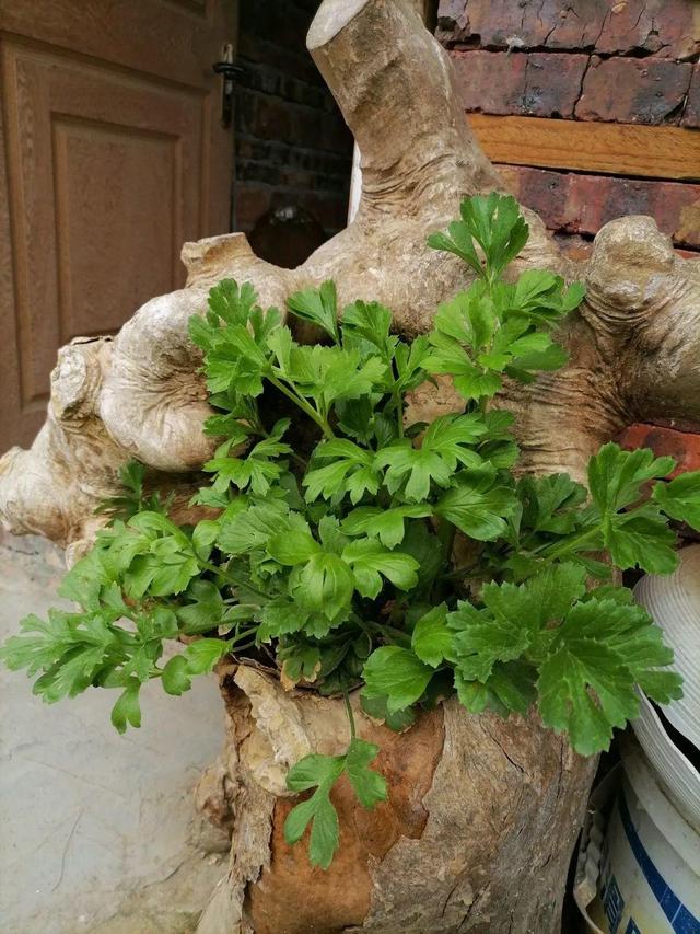 这花没开前像韭菜，忍住别割，一开花就美爆1