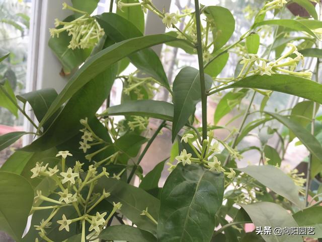 夜来香花