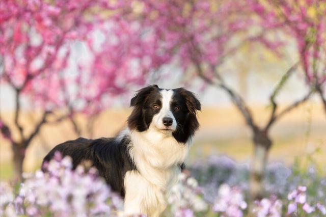 边境牧羊犬智商