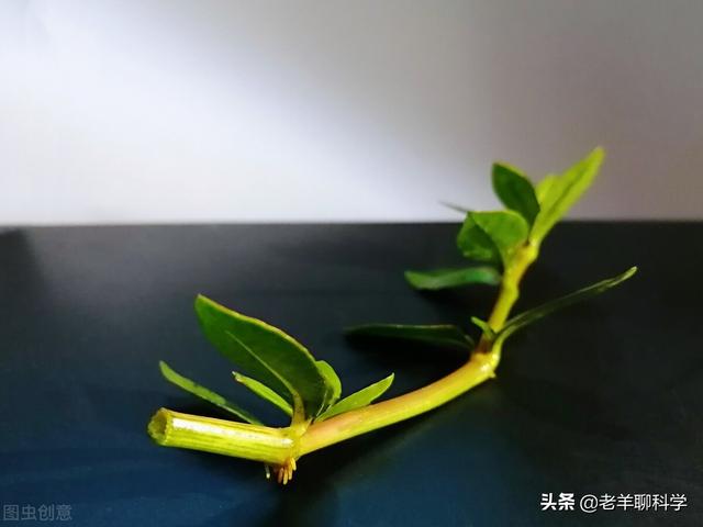 细胞破碎机维修