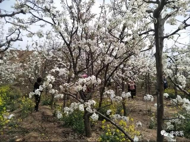 高黎明：梨树花后怎么用药，才安全？1