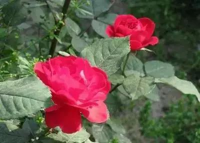 50种浪漫鲜花花语大全 50种浪漫鲜花花语大全（50种浪漫鲜花花语大全图片） 生活
