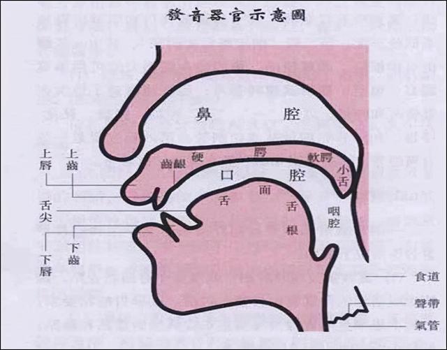 呼吸器官,发声器官,共,鸣,共鸣,腔:见《牛顿90~93》…概述:人体中参与