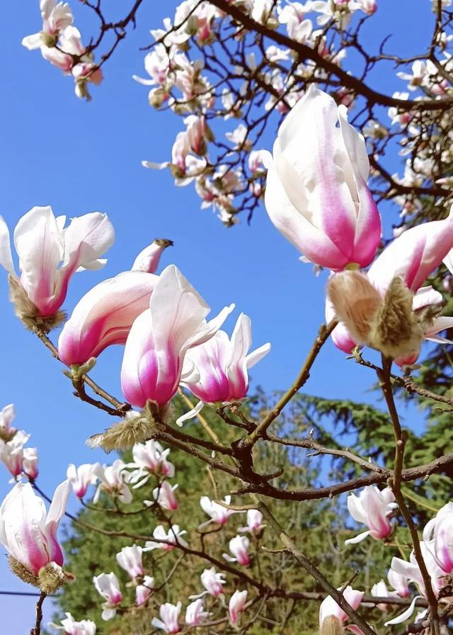 春天的花有哪些 春天的花有哪些（春天的花有哪些颜色） 生活