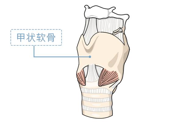 男生哪里最敏感部位