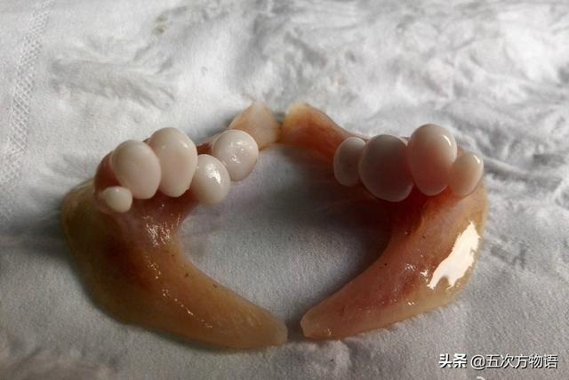 鱼鳞红色变白色