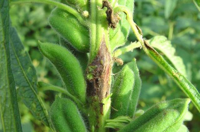 种植芝麻常见的一种病害：根部和茎部受害较重，7-8月防治很关键