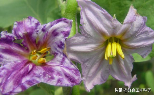 茄瓜果类蔬菜夏季高温期常见生理性障碍及防治措施19