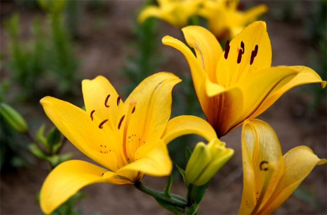 送百合花代表什么