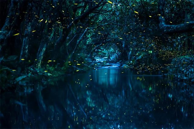 一切都美妙如幻,柔和的月光洒在溪水,石头,水翁林上,成群的萤火虫便会