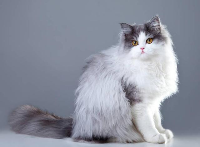 猫的品种