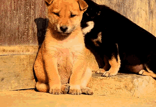 什么狗最好养