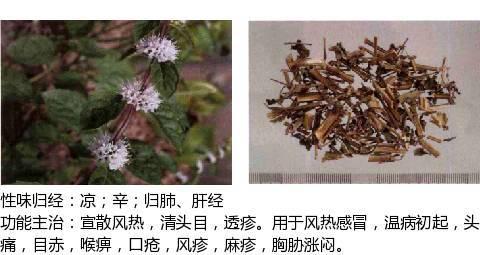 中兽药之辛凉解表药物介绍及用量附解表中兽药的区别