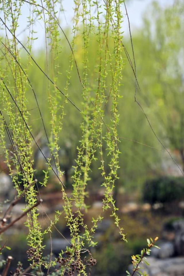 咏柳的古诗咏柳中哪两句诗写出春天柳树新绿的样子