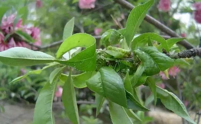 春天气温回升，油桃蚜虫活跃？防治要趁早，防大于治、灵活用药2