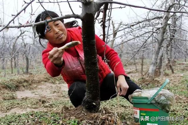 苹果春季管理技术（附全年推荐用药名单）2