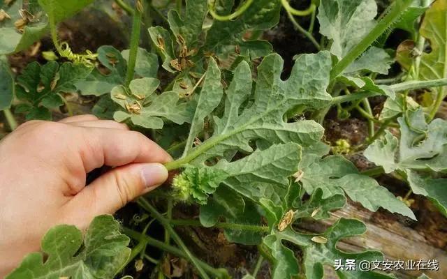 西甜瓜最让人头疼的三大“害虫”，一定要早治！1