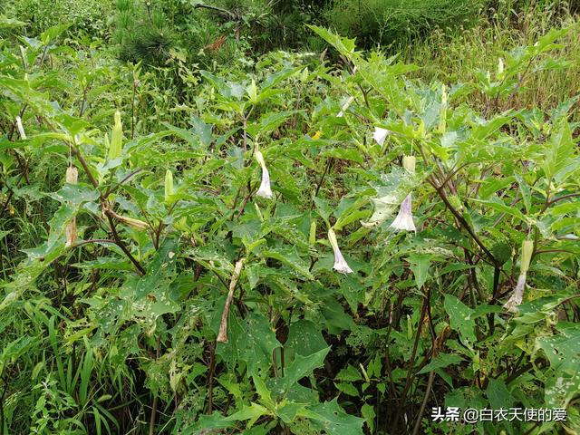 曼陀罗花功效