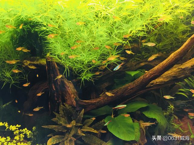 卖过滤机视频_花生油过滤机使用视频