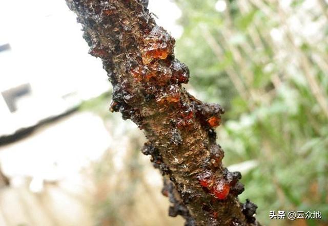 生物农药春雷霉素，你了解多少？掌握使用方法，巧防多种作物病害