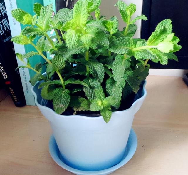 睡觉有“失眠”的毛病，往卧室养上“4类花”，就不用再担心了