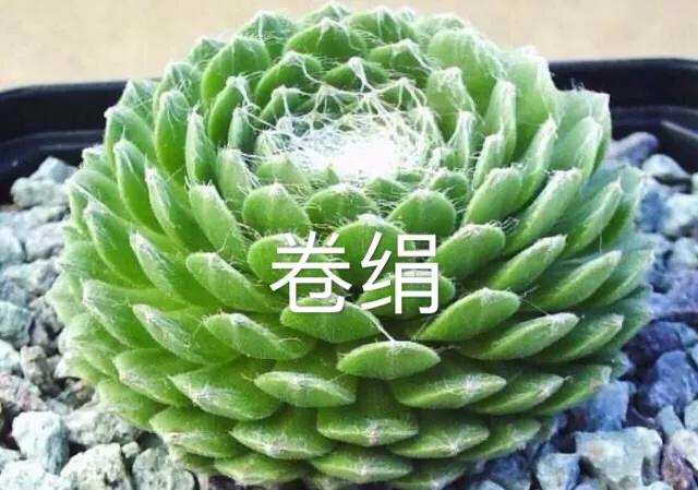 肉肉植物图片 肉肉植物图片（多肉植物图片及简介） 生活