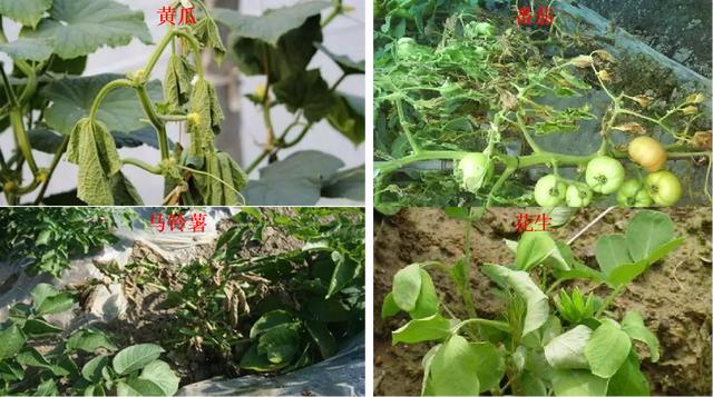 溃疡病、软腐病、青枯病……细菌病害不好治！常用药剂要学会5