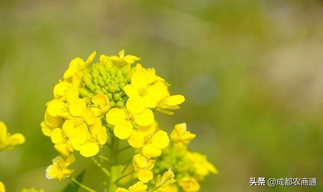 油菜花期的防治和管理方法！2