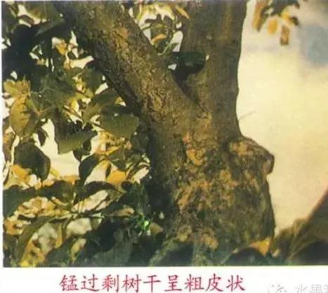 图文详解：苹果树常见8种缺素症表现+防治18