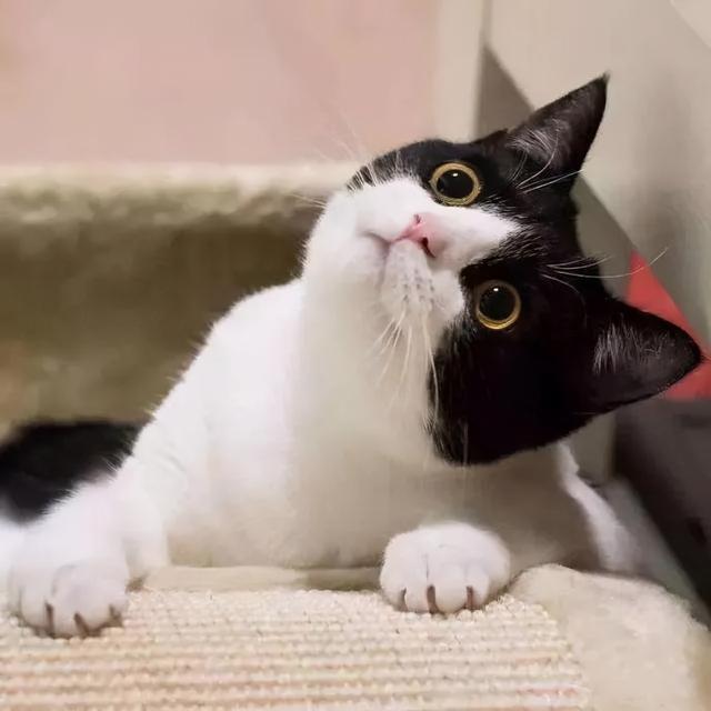 猫咪咬人怎么办